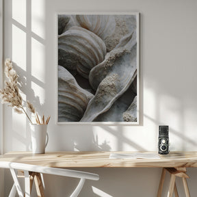 Sea Shells Detail No 1 Poster