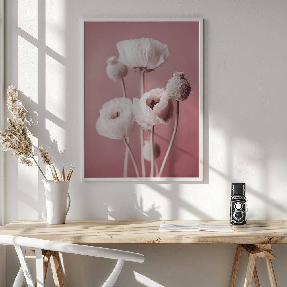 White Poppy On Pink Background Poster