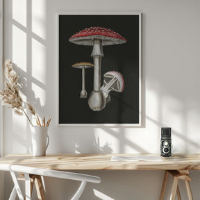 Amanita Muscaria Dark Background Poster