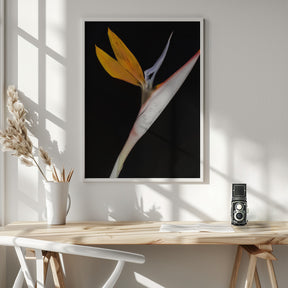 Bird of Paradise Poster