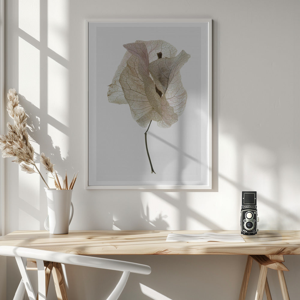 Bougainvillea Study No1 Poster