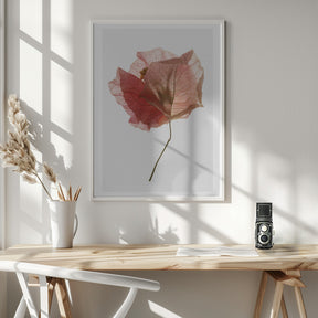 Bougainvillea Study No2 Poster