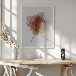 Bougainvillea Study No4 Poster