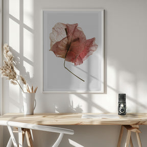 Bougainvillea Study No8 Poster