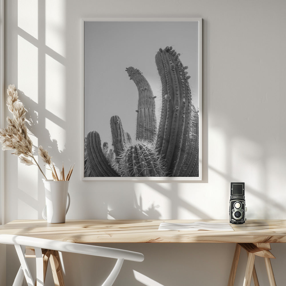 Cactus Poster