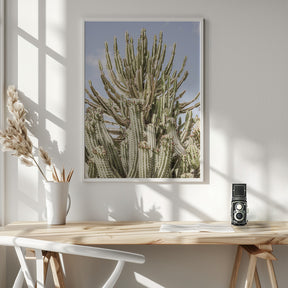 Catus Forest Poster