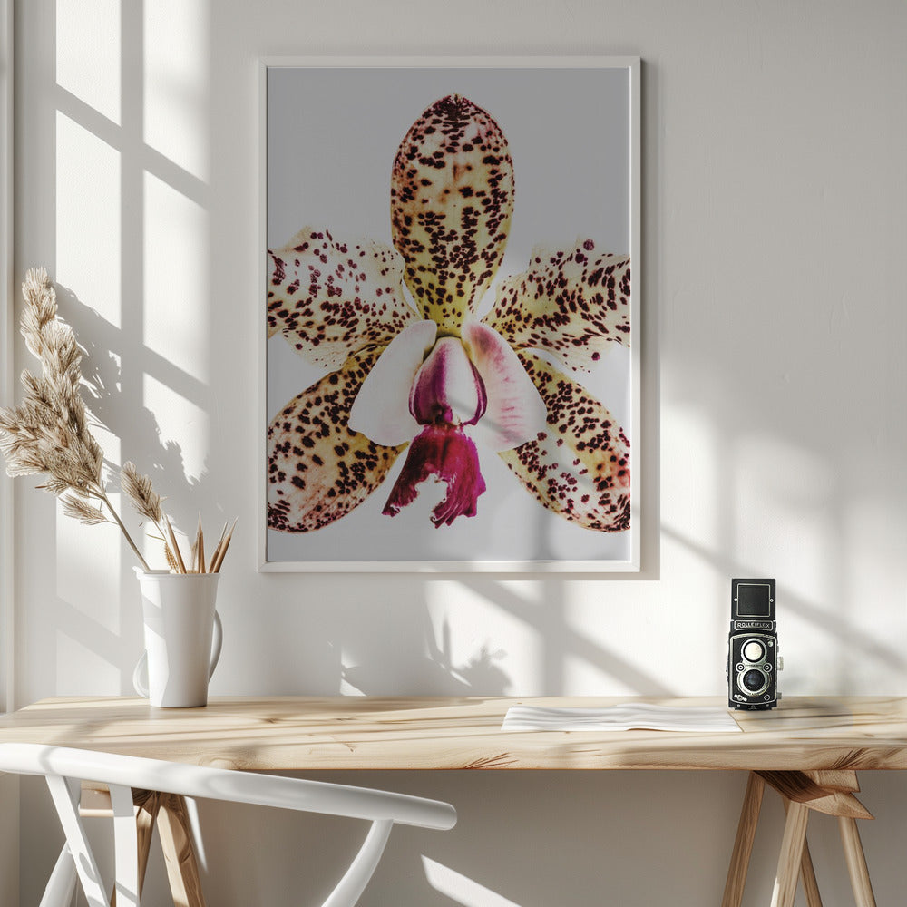 Coral Orchid Poster