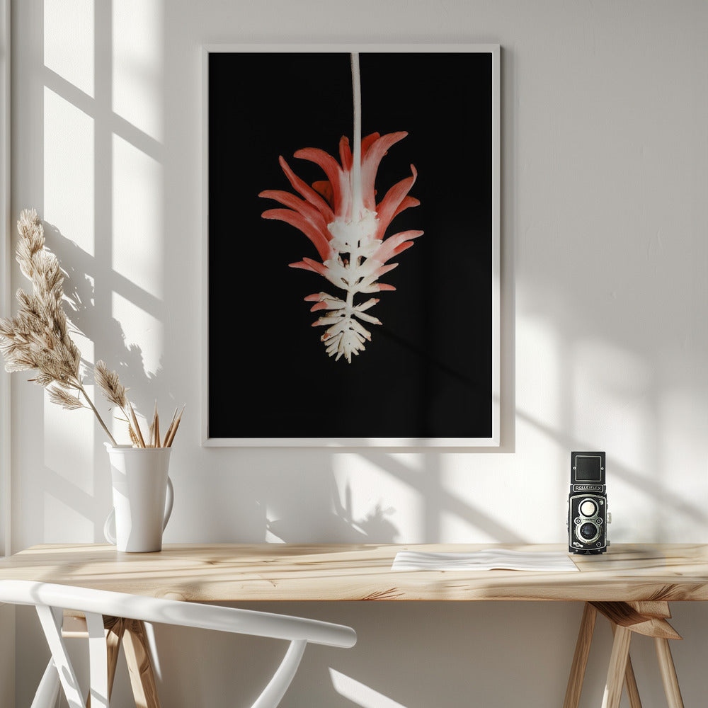 Coral Tree Flower Poster