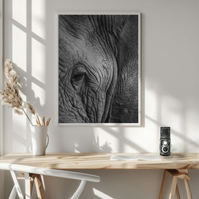 Elephant Study Poster