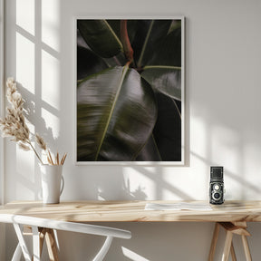 Ficus Bubu Poster