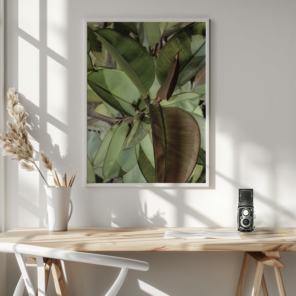 Ficus Elastica Poster