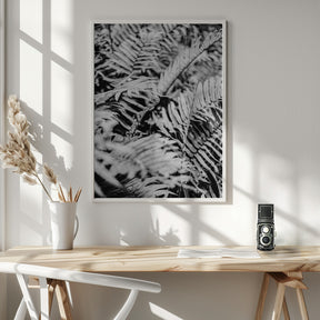 Forest Fern Poster