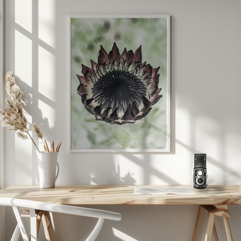 King Protea 02 Poster