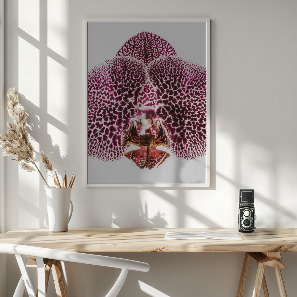 Leopard Orchid Poster