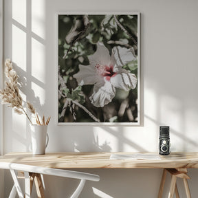 Pale Pink Hibiscus Poster