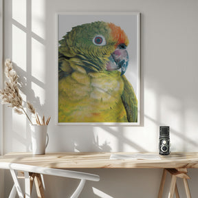 Parrot Poster