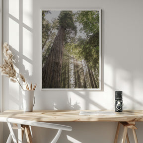 Redwoods Poster