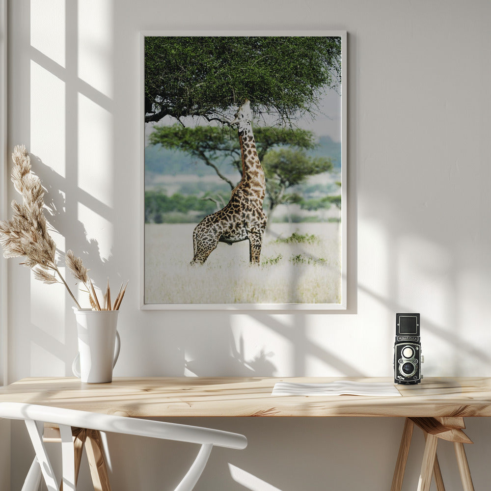 Giraff Stretch In Serengeti Poster