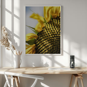 Sunflower Poster