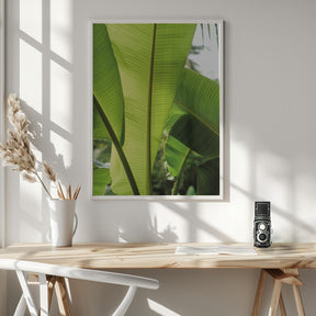 Tropic Bananna Poster