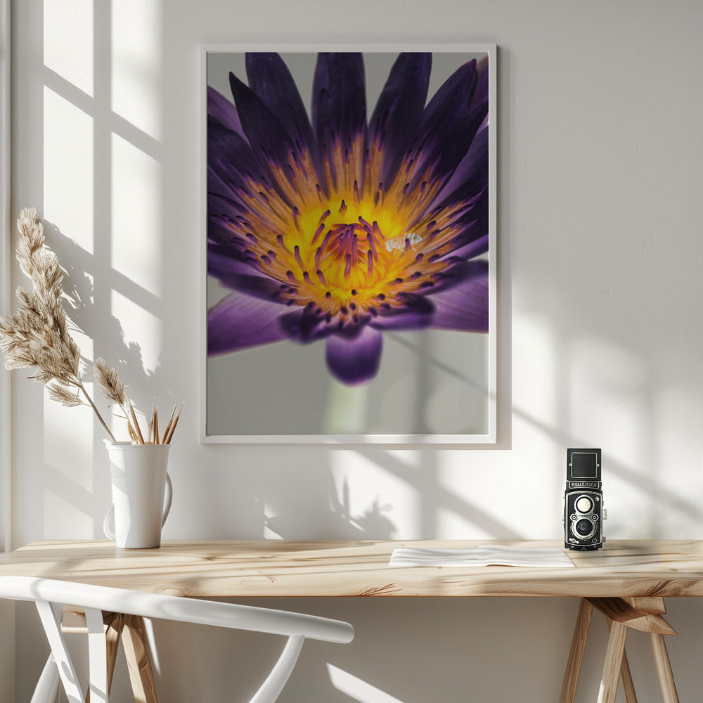 Water Lilly Poster