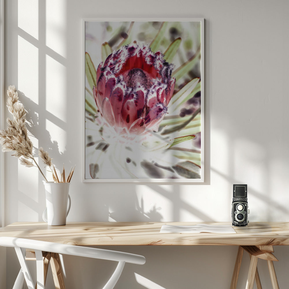 Wild Protea Poster