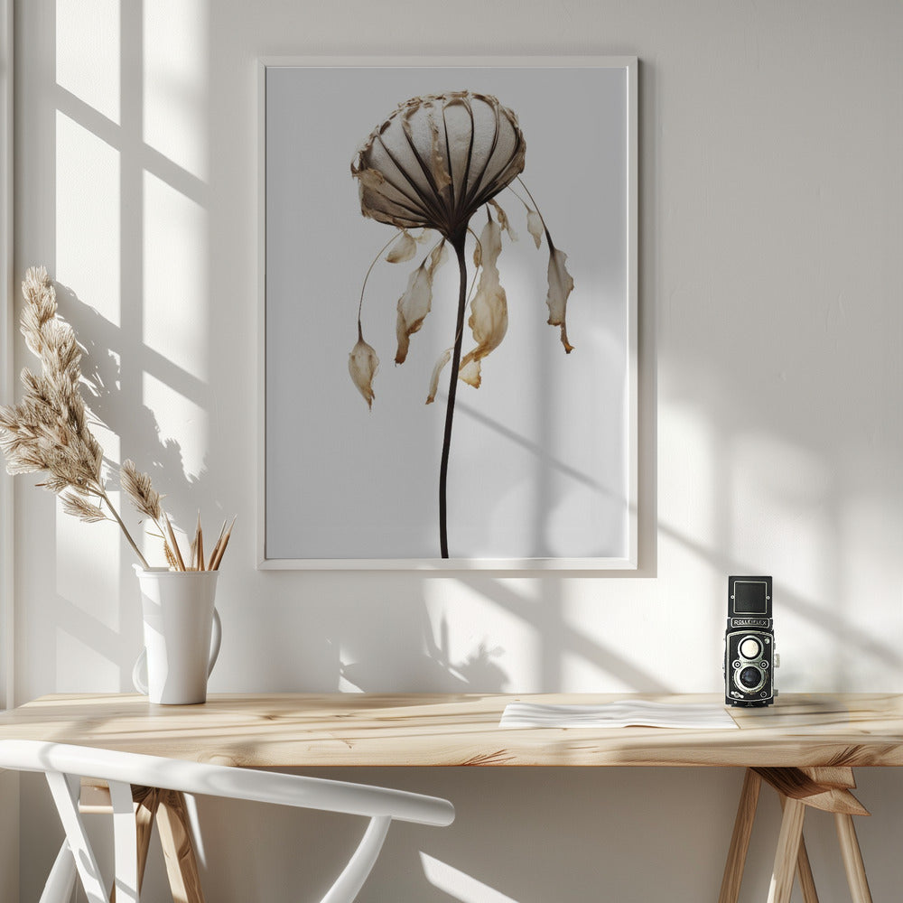 Dry Sea Shell Flower Poster