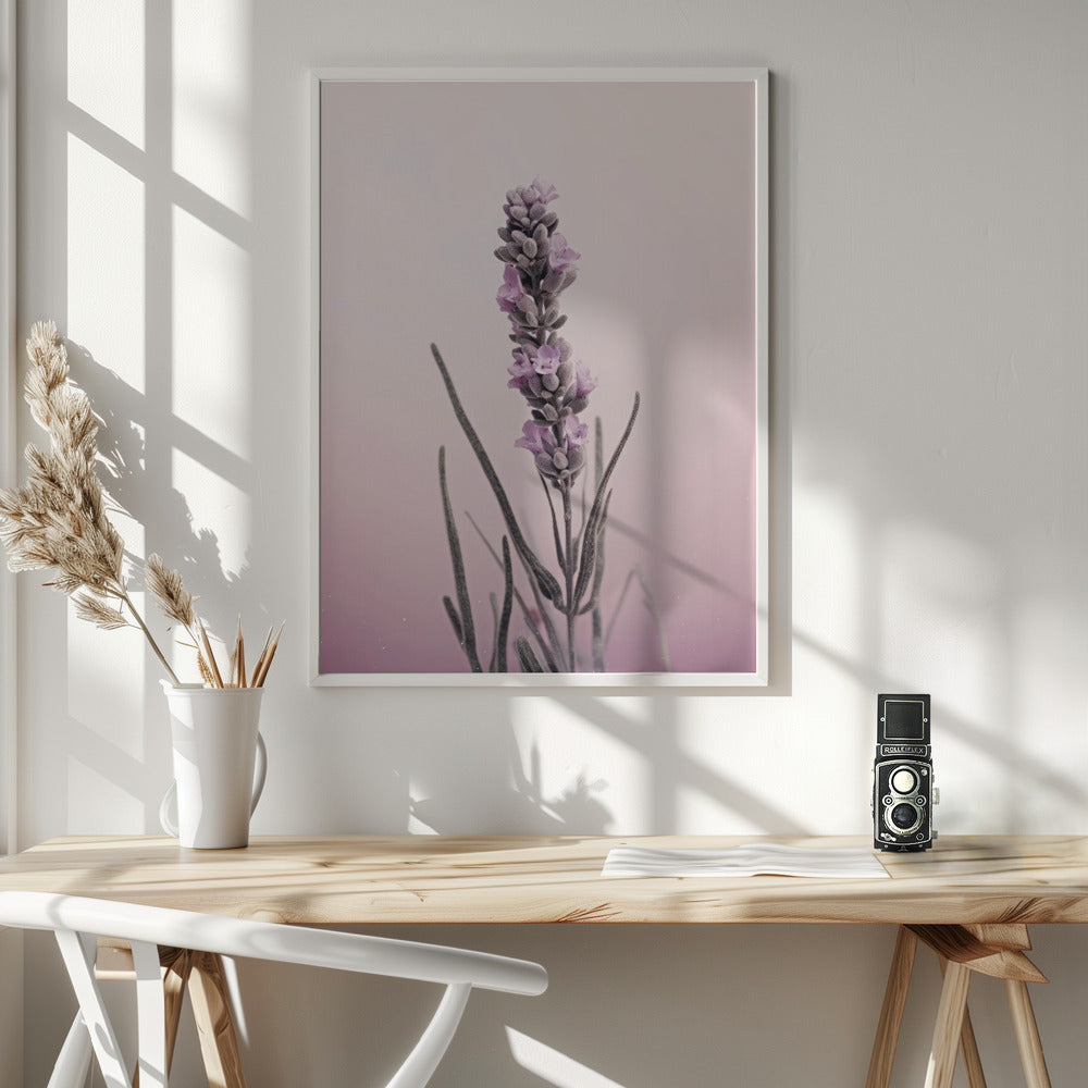 Pastel Lavender Poster