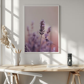 Lavender Detail Poster