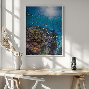 The damselfish against the light Poster