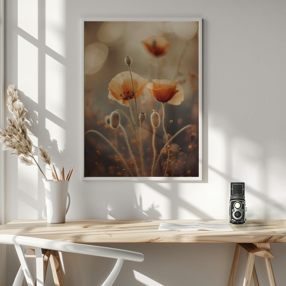 Poppy In Morning Sun Poster