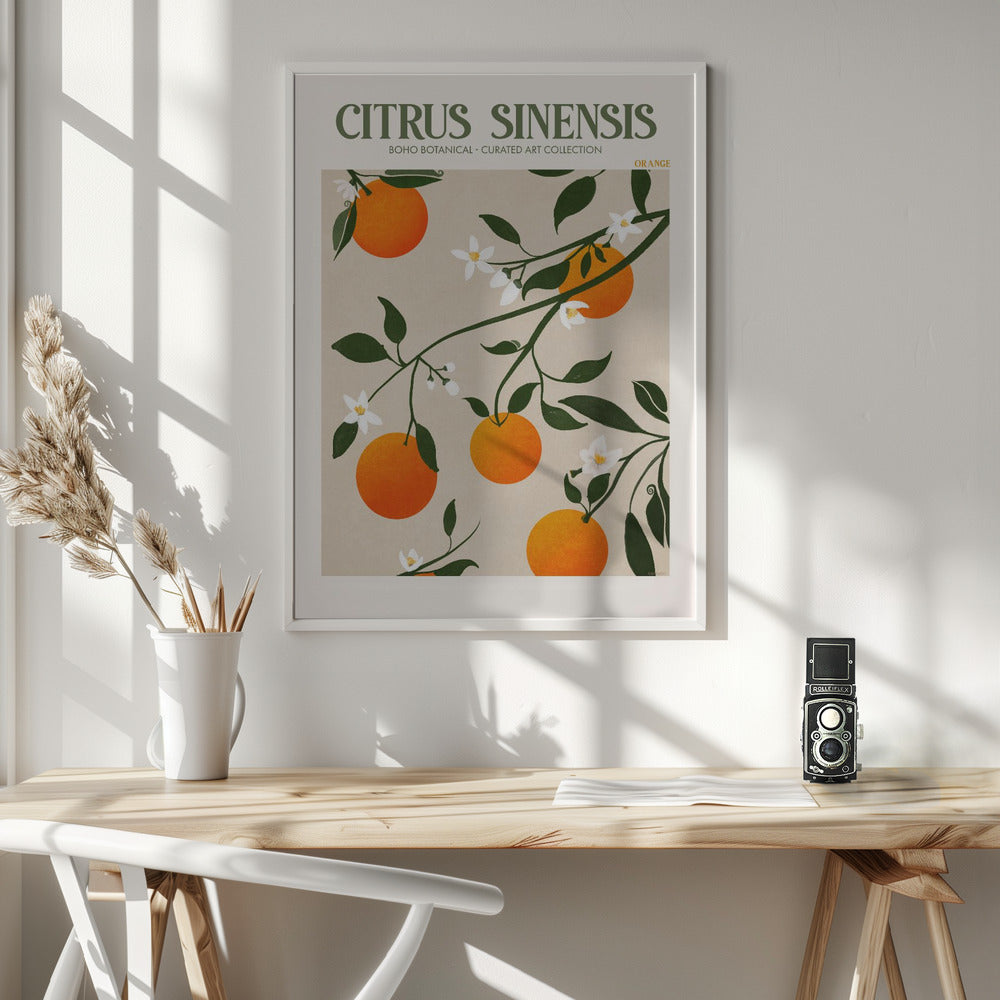 Citrus Sinensis - Orange Poster