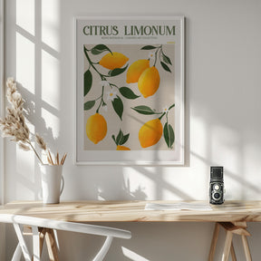 Citrus Limonum - Lemon Poster