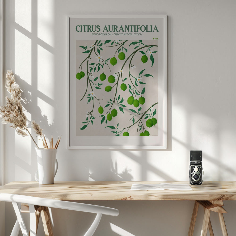 Citrus Aurantifolia - Lime Poster