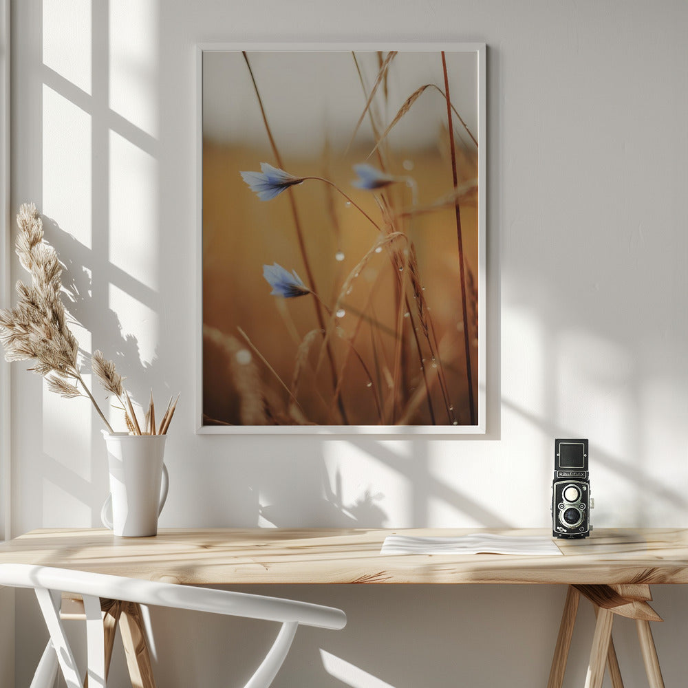 Blue Corn Flowers Poster