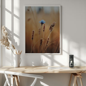 Blue Corn Flower Poster