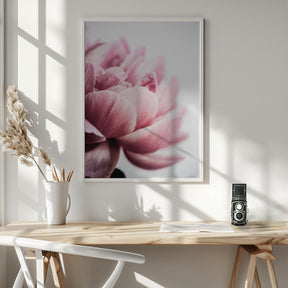 Peony 1 Poster