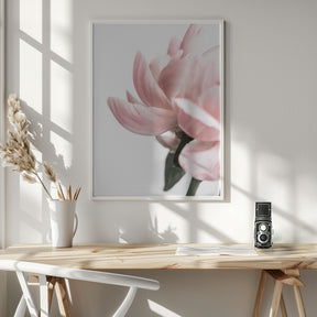 Peony 2 Poster