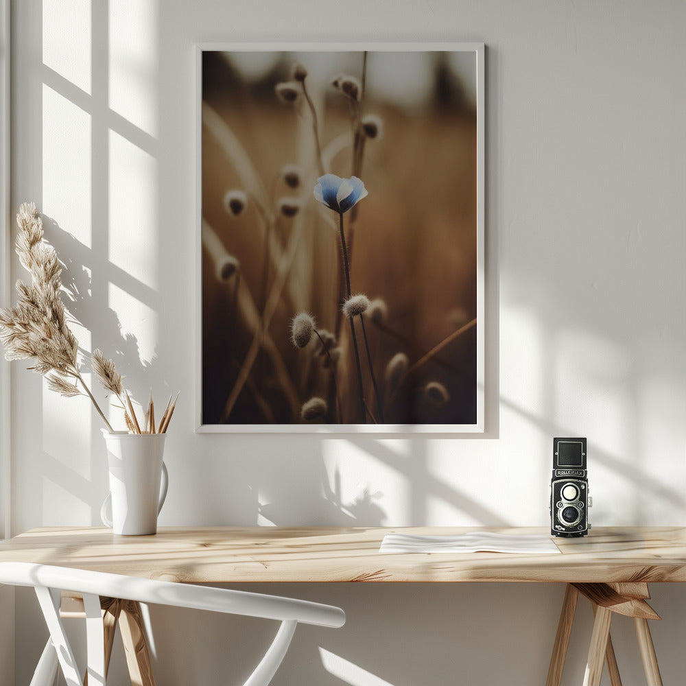 Blue Corn Flowers No 3 Poster