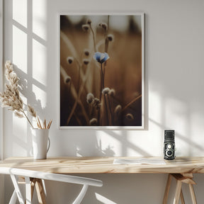 Blue Corn Flowers No 3 Poster