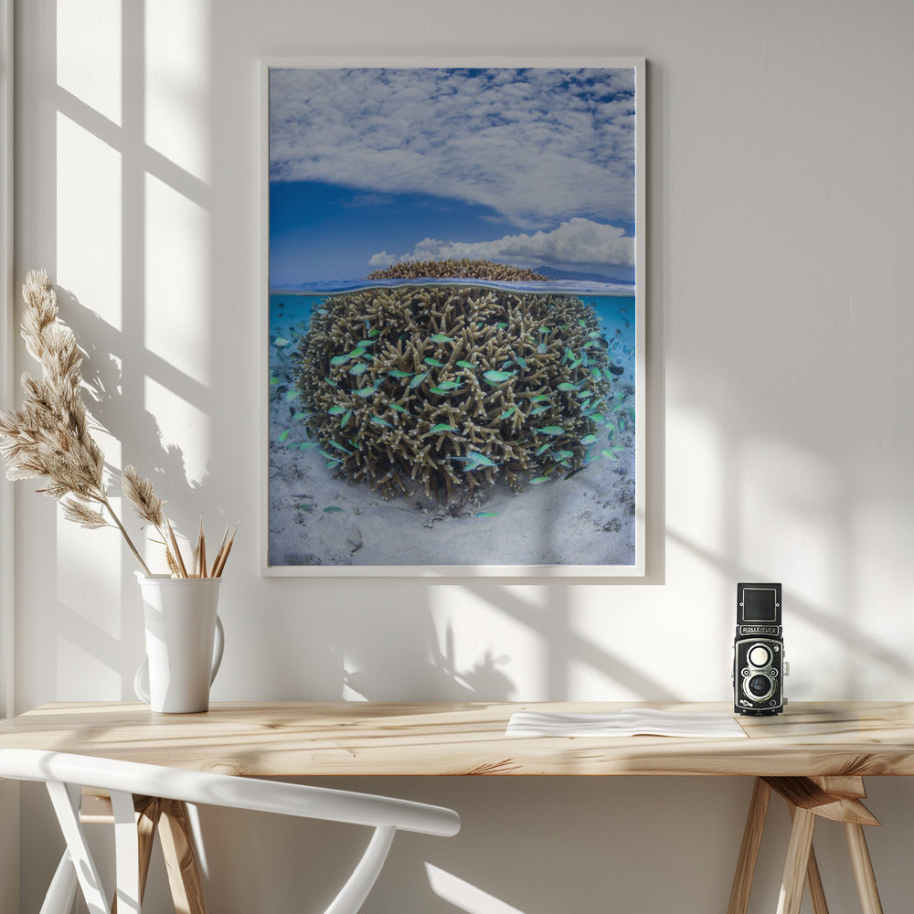 Coral Ball from Mayotte Poster