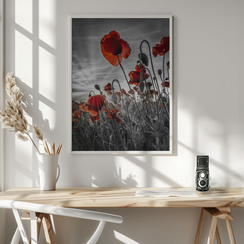 Fascinating poppies | colorkey Poster