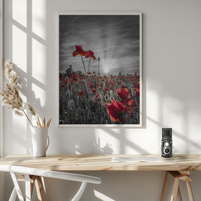 Poppies in sunset | colorkey Poster