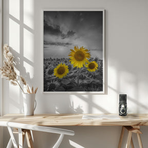 Yellow pop sunflowers Poster