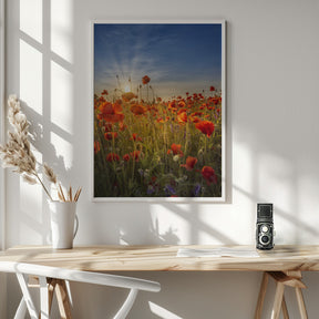 Gorgeous sunset in a poppy field Poster