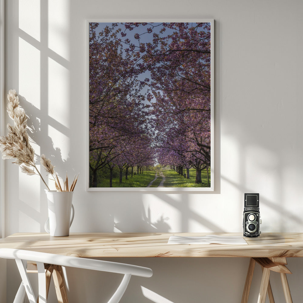 Idyllic cherry blossom trail Poster