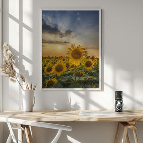 Sunset with beautiful sunflowers Poster