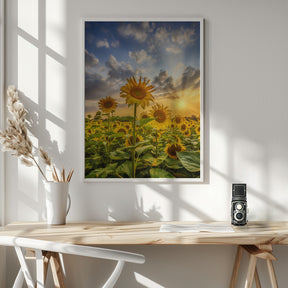 Sunflower field at sunset Poster