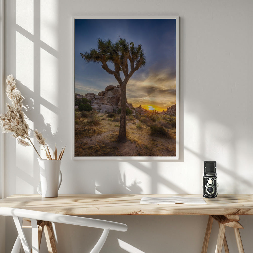 Charming sunset at Joshua Tree National Park Poster