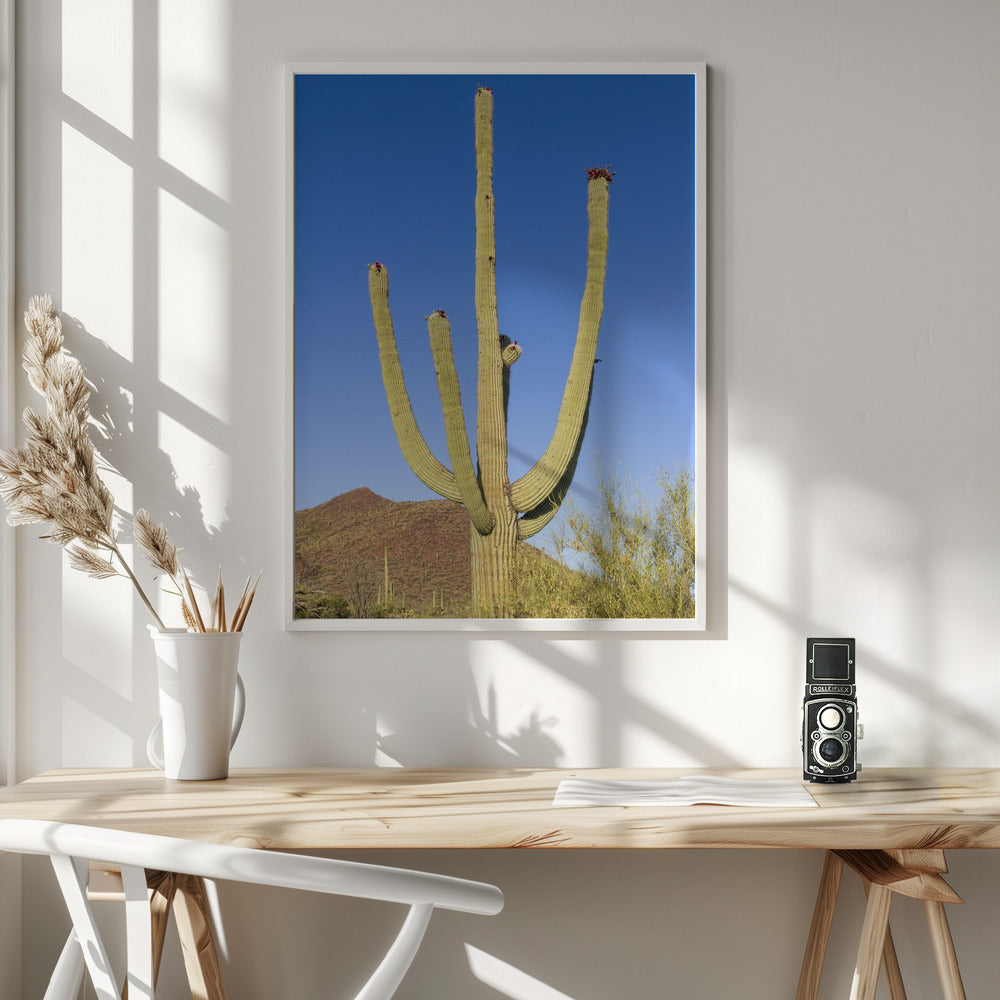 SAGUARO NATIONAL PARK Giant Saguaro Poster